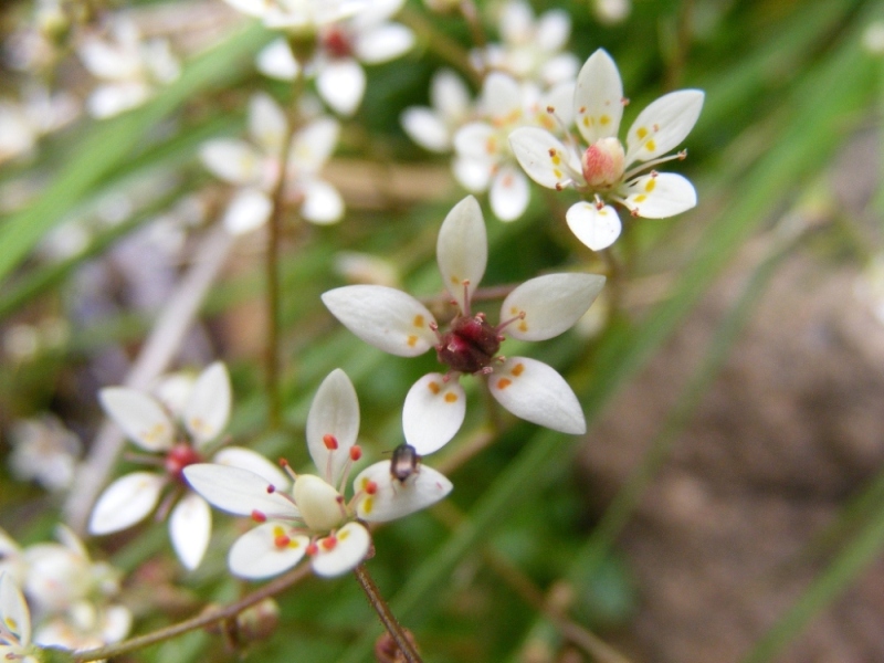 Micranthes engleri (=Saxifraga stellaris) / Sassifraga stellata